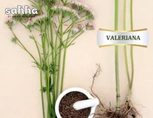 Does Valeriana Help with Anxiety and Insomnia?  